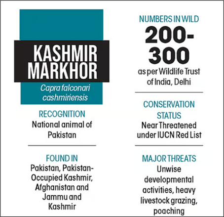 Kashmir Markhor faces extinction risk in India