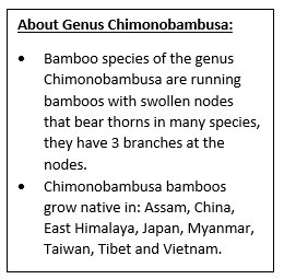 Thorny Bamboo Fossil Discovered