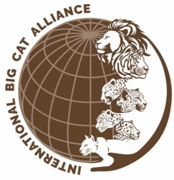 ‘International Big Cat Alliance’ comes into force