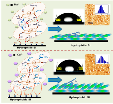 Researchers Develop Lysozyme Bilayers to Mimic Protein Adsorption on Implants